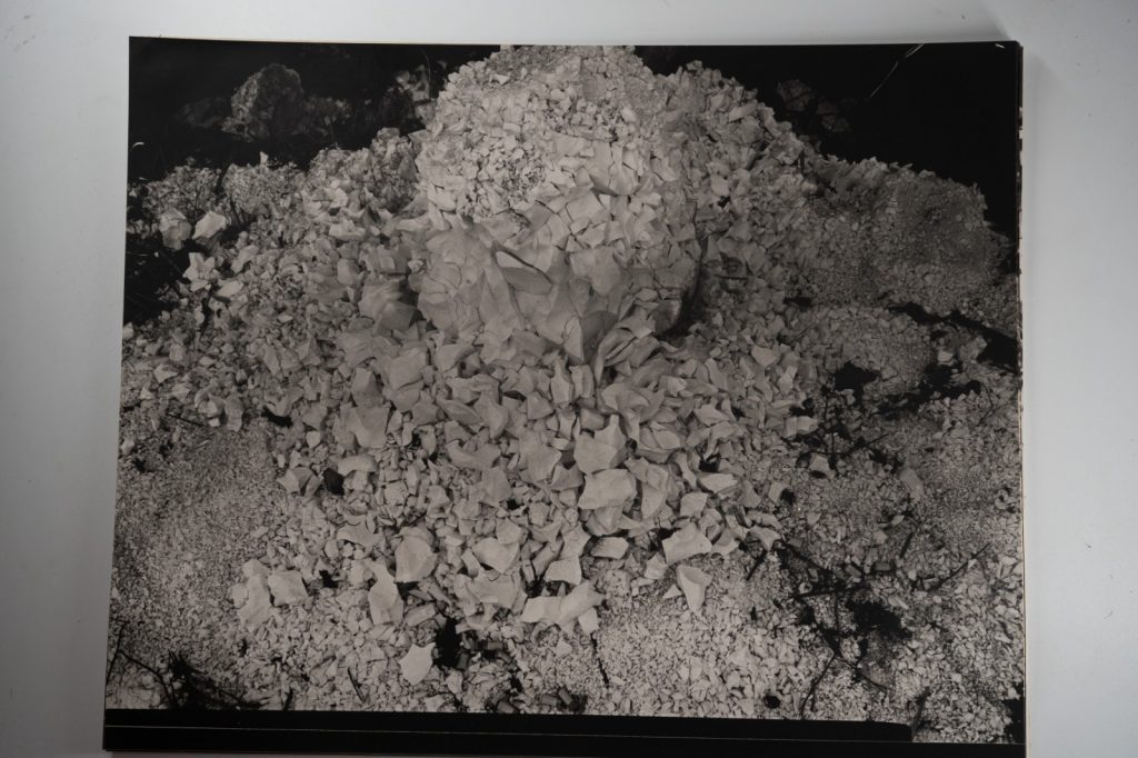 TIRAGE photo Argentique France Détail de nature 40X50cm 1970