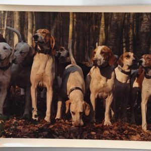 PHOTO Argentique	France	chasse à courre vénerie cheval	24x30cm	1970