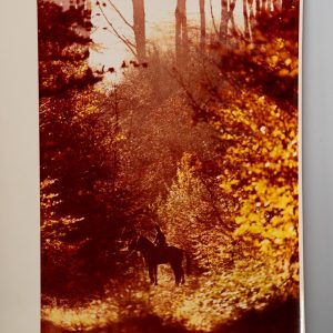 PHOTO Argentique	France	chasse à courre vénerie cheval	24x30cm	1970