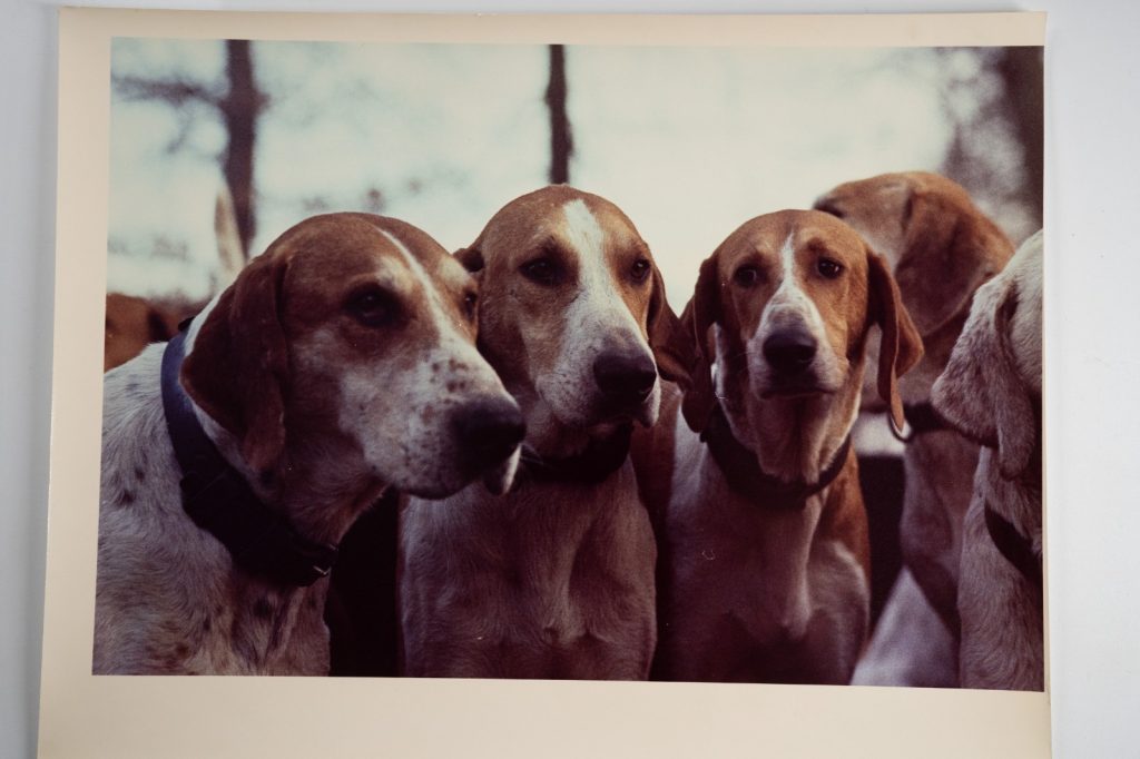 PHOTO Argentique France chasse à courre vénerie cheval 24x30cm 1970