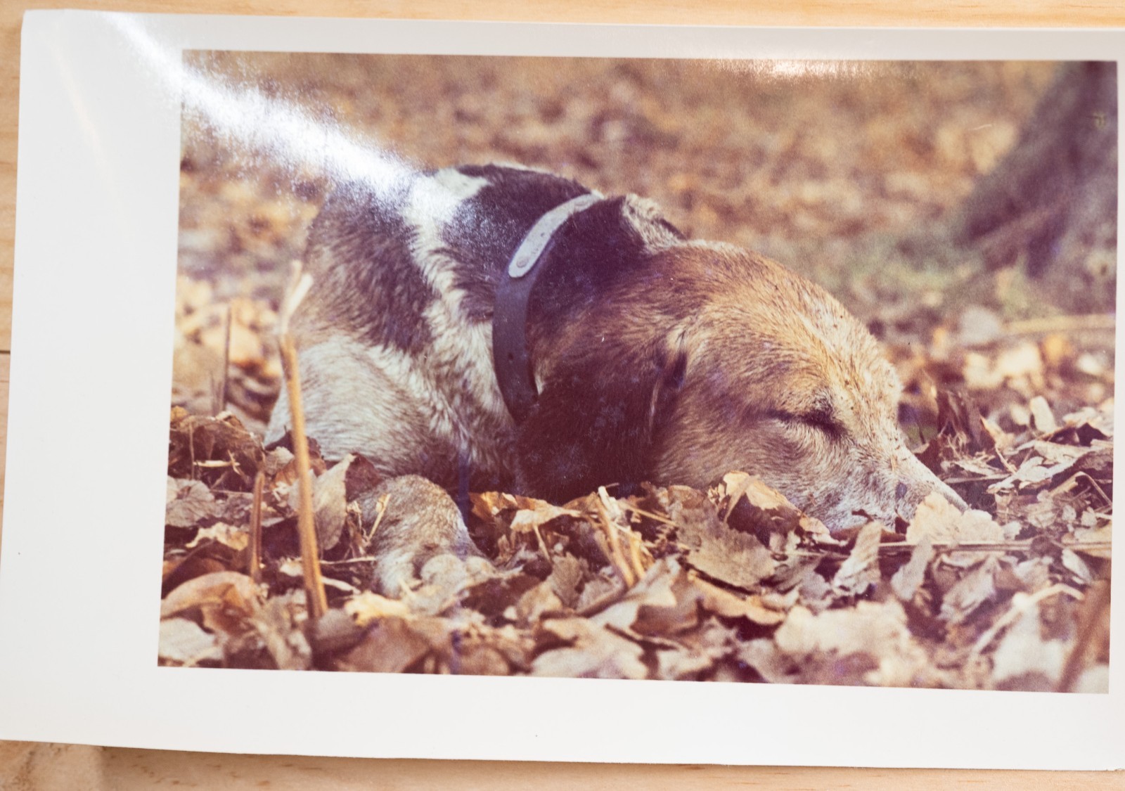 PHOTO Argentique, RC France chasse à courre vénerie cheval 10x15cm 1970