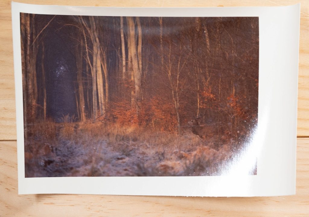 PHOTO Argentique France chasse à courre vénerie cheval CERF 10x15cm 1970