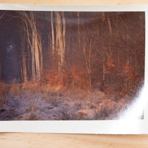 PHOTO Argentique	France	chasse à courre vénerie cheval CERF	10x15cm	1970