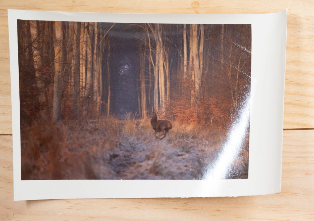 PHOTO Argentique France chasse à courre vénerie cheval CERF 10x15cm 1970