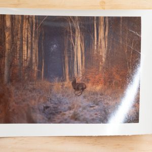 PHOTO Argentique	France	chasse à courre vénerie cheval CERF	10x15cm	1970