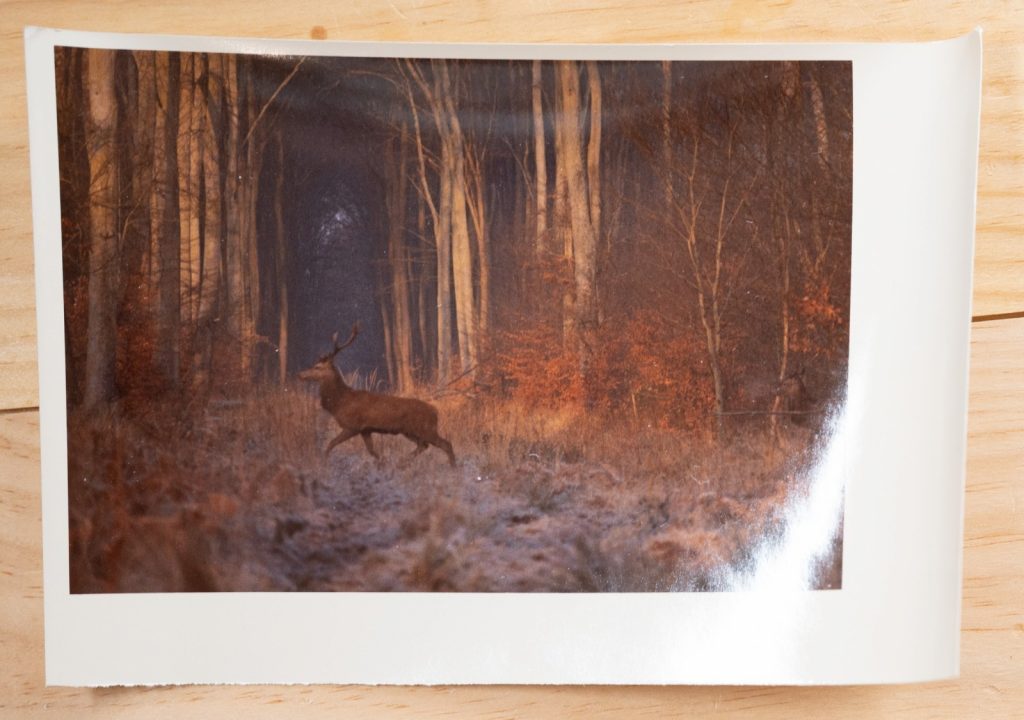 PHOTO Argentique France chasse à courre vénerie cheval CERF 10x15cm 1970