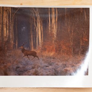 PHOTO Argentique	France	chasse à courre vénerie cheval CERF	10x15cm	1970