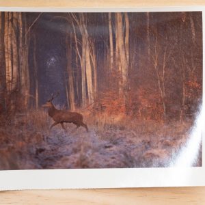 PHOTO Argentique	France	chasse à courre vénerie cheval CERF	10x15cm	1970