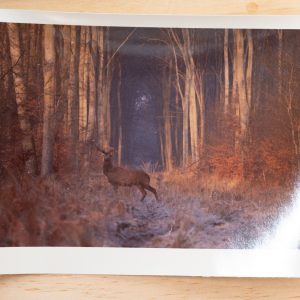 PHOTO Argentique	France	chasse à courre vénerie cheval CERF	10x15cm	1970