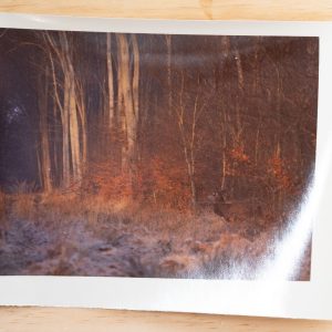 PHOTO Argentique	France	chasse à courre vénerie cheval CERF	10x15cm	1970