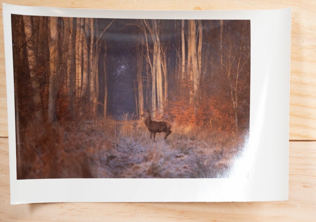 PHOTO Argentique France chasse à courre vénerie cheval CERF 10x15cm 1970