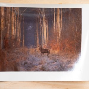 PHOTO Argentique	France	chasse à courre vénerie cheval CERF	10x15cm	1970