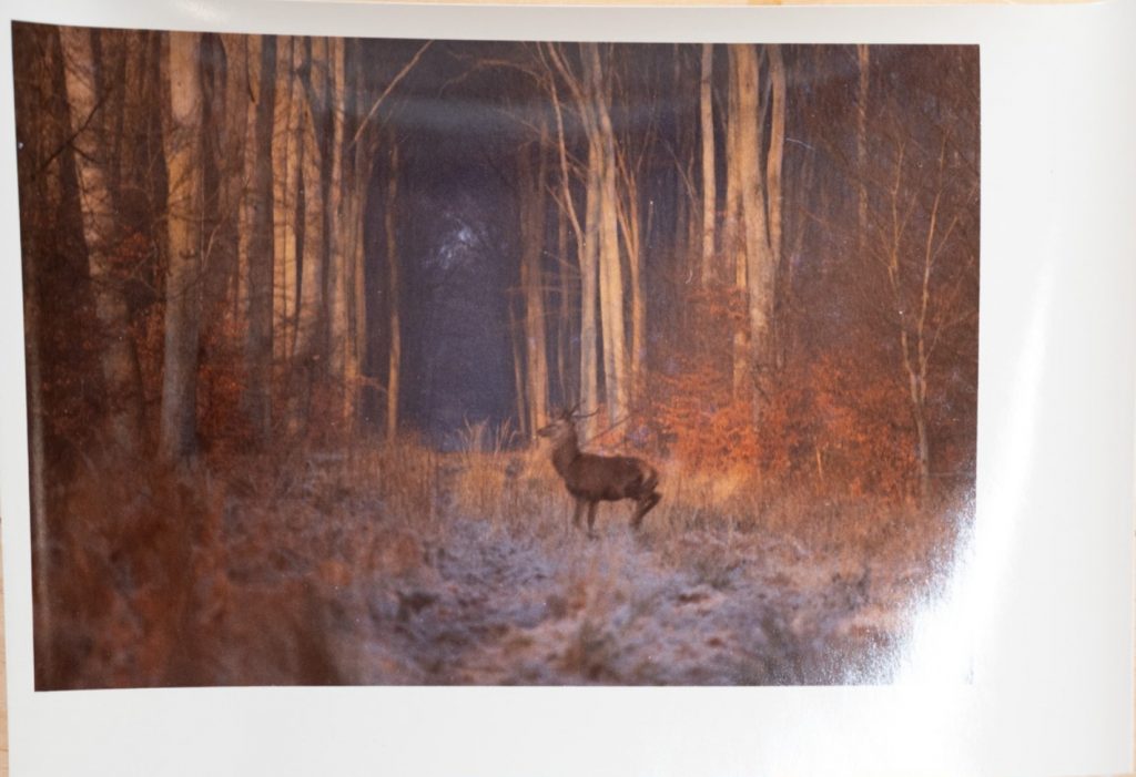 PHOTO Argentique France chasse à courre vénerie cheval CERF 10x15cm 1970