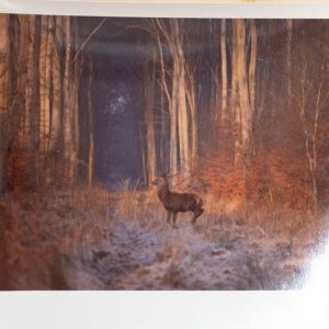 PHOTO Argentique	France	chasse à courre vénerie cheval CERF	10x15cm	1970