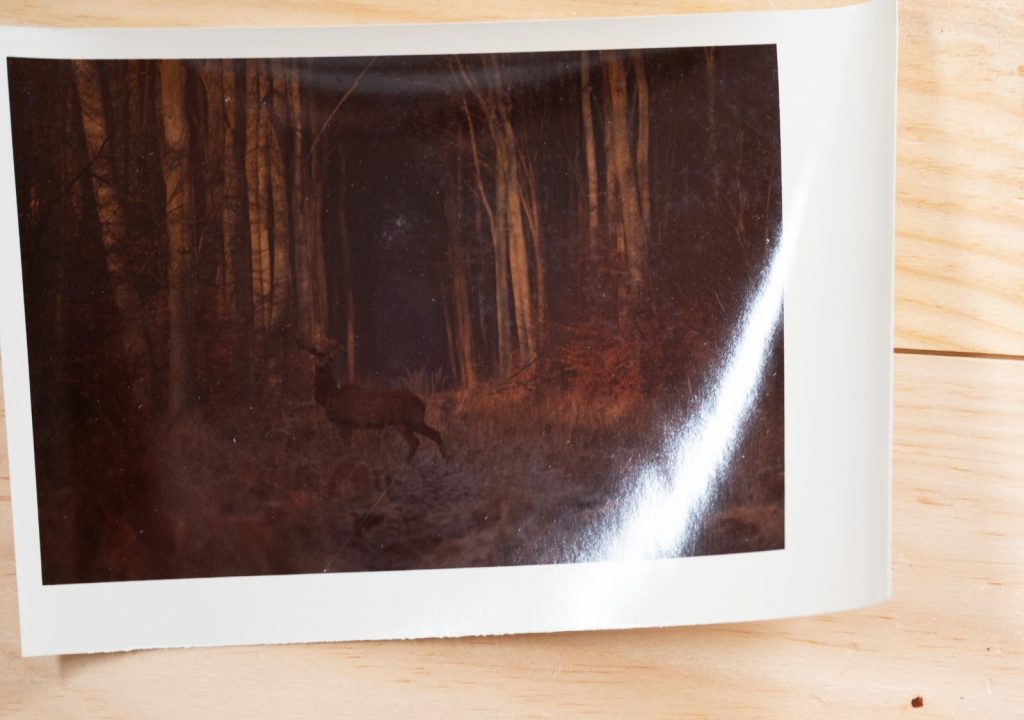 PHOTO Argentique France chasse à courre vénerie cheval CERF 10x15cm 1970