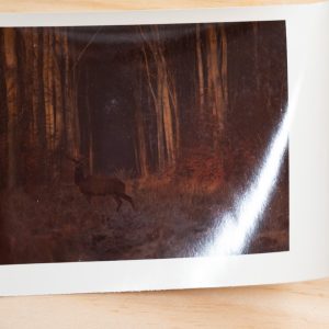 PHOTO Argentique	France	chasse à courre vénerie cheval CERF	10x15cm	1970