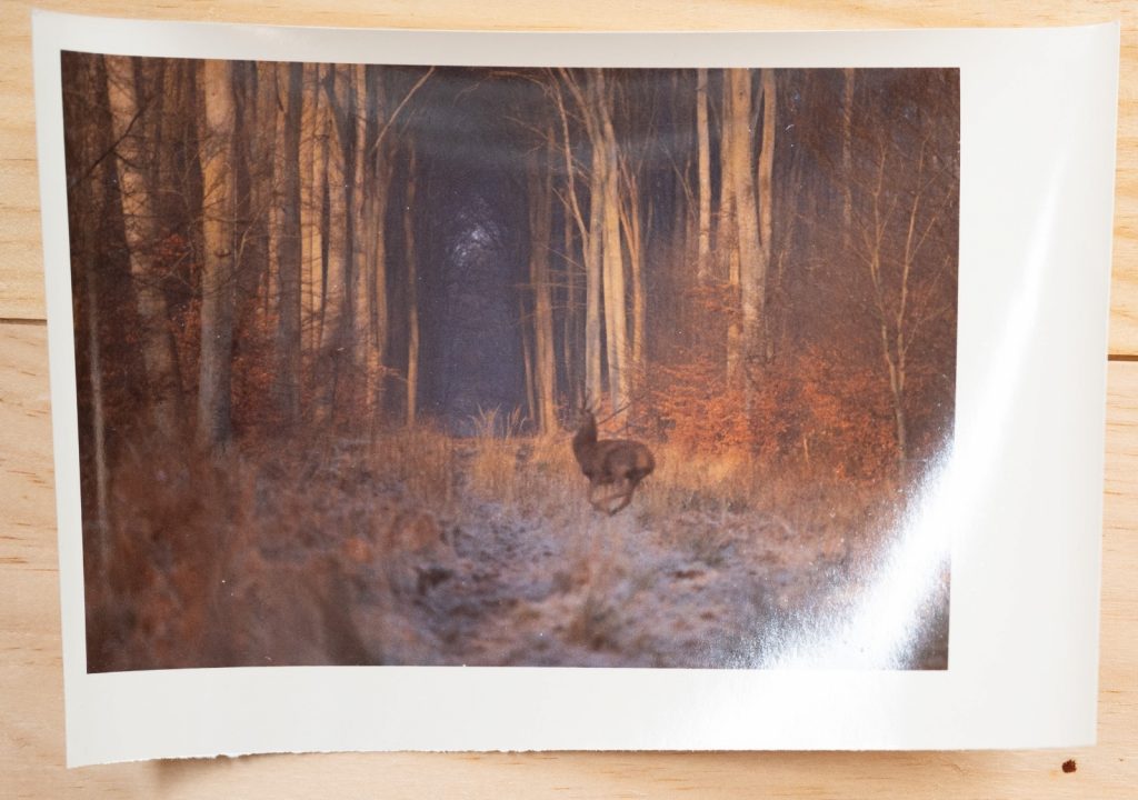 PHOTO Argentique France chasse à courre vénerie cheval CERF 10x15cm 1970