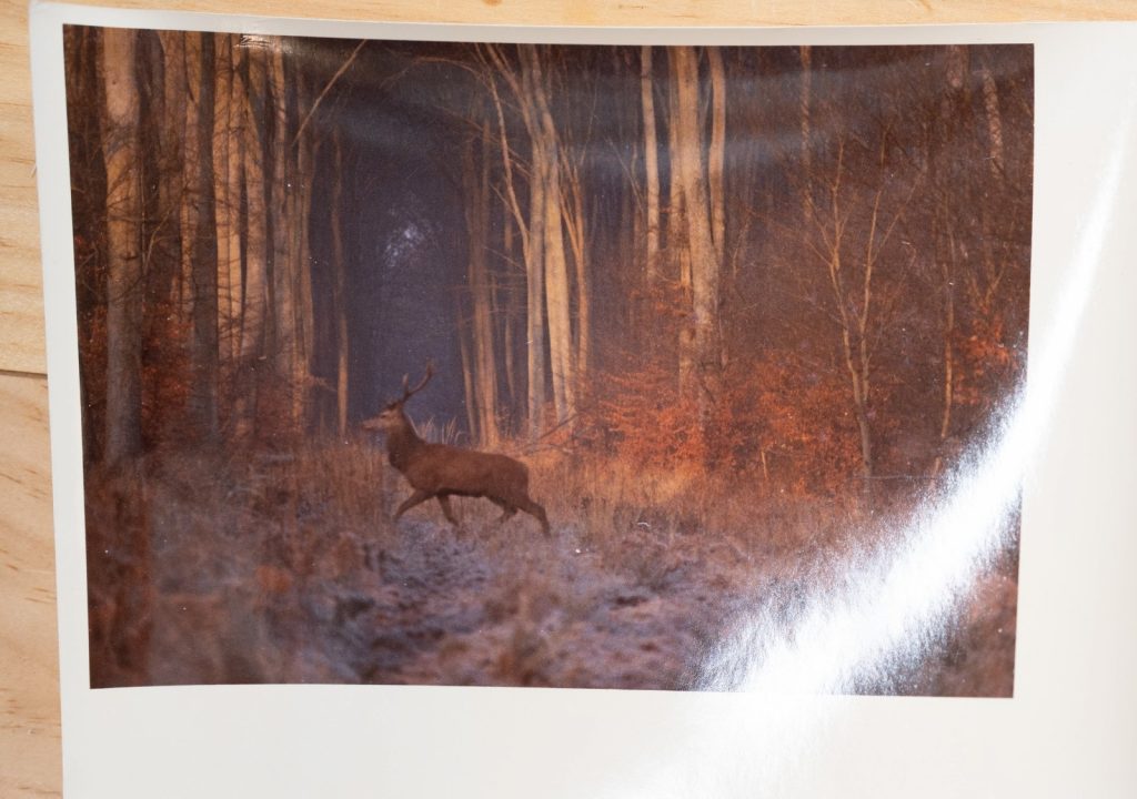PHOTO Argentique France chasse à courre vénerie cheval CERF 10x15cm 1970
