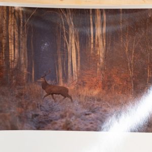 PHOTO Argentique	France	chasse à courre vénerie cheval CERF	10x15cm	1970