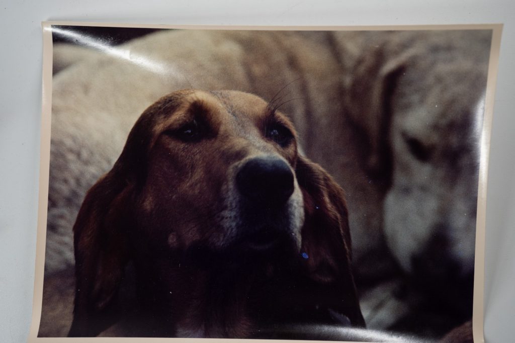 PHOTO Argentique	France	chasse à courre vénerie cheval chien 18X24cm	1970