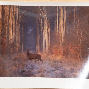 PHOTO Argentique	France	chasse à courre vénerie cheval CERF	10x15cm	1970
