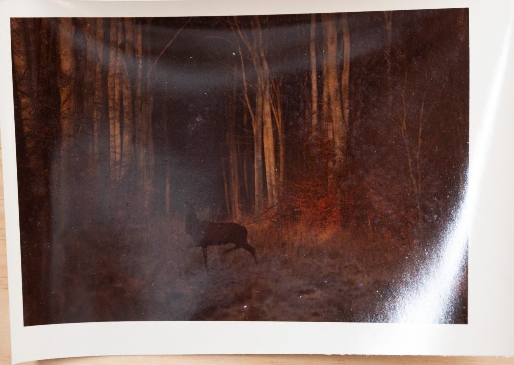 PHOTO Argentique France chasse à courre vénerie cheval CERF 10x15cm 1970