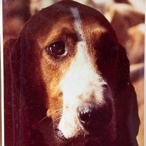 PHOTO Argentique France chasse à courre vénerie cheval CHIEN 15X15cm 1970