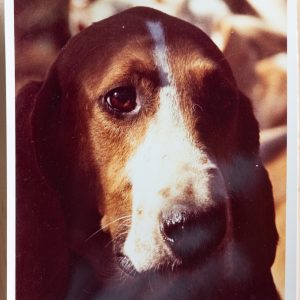 PHOTO Argentique France chasse à courre vénerie cheval CHIEN 15X15cm 1970