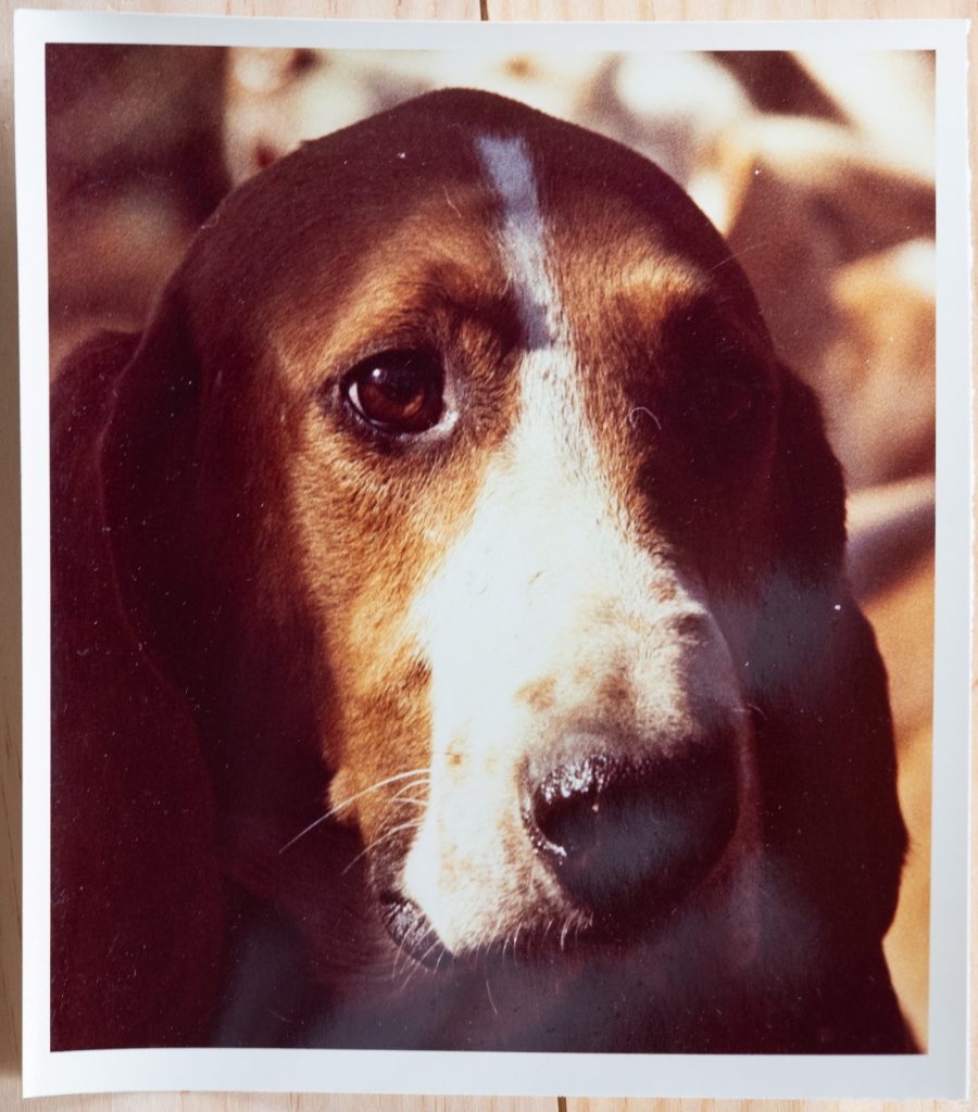 PHOTO Argentique France chasse à courre vénerie cheval CHIEN 15X15cm 1970
