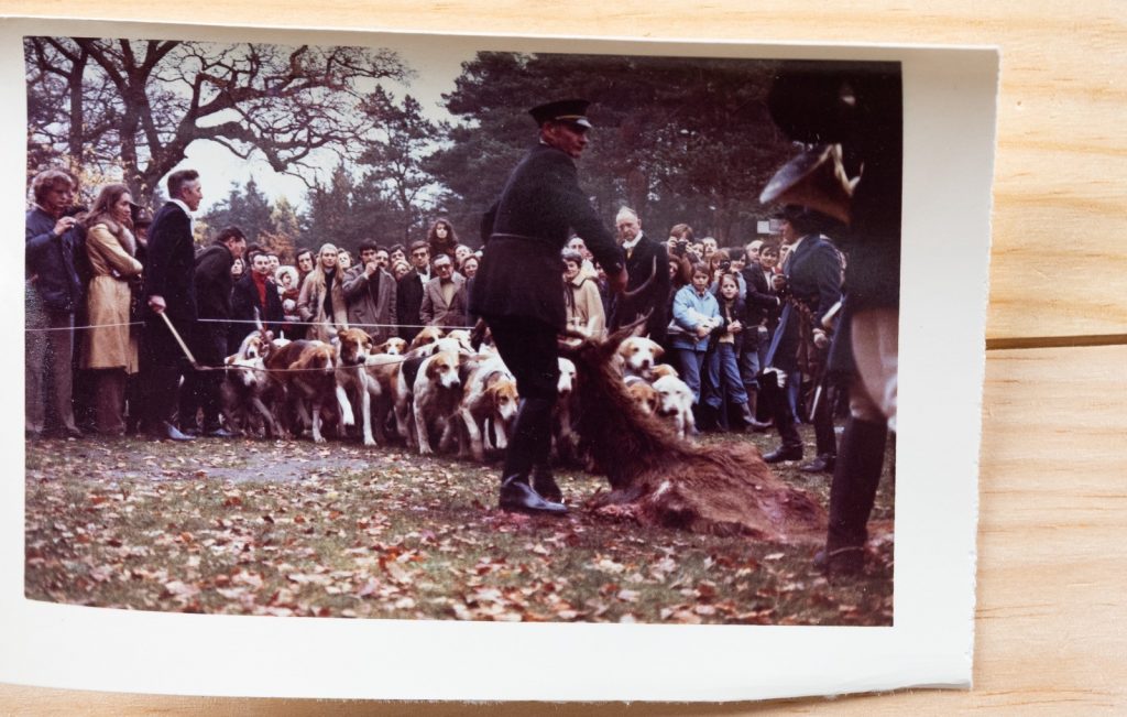 PHOTO Argentique	France	chasse à courre vénerie cheval CHIEN 7X10cm	1970