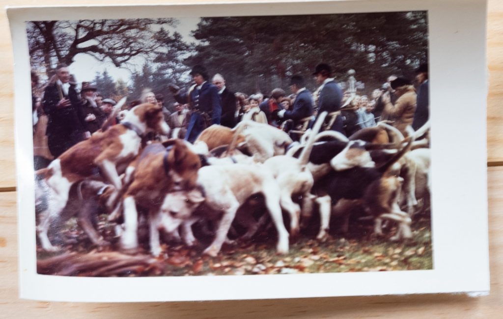 PHOTO Argentique	France	chasse à courre vénerie cheval CHIEN 7X10cm	1970