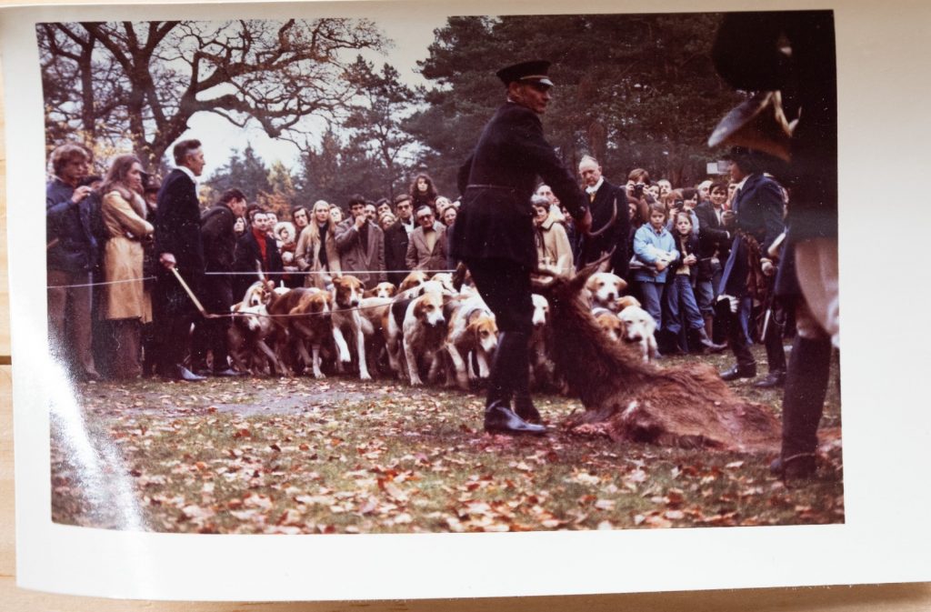 PHOTO Argentique	France	chasse à courre vénerie cheval CHIEN 7X10cm	1970