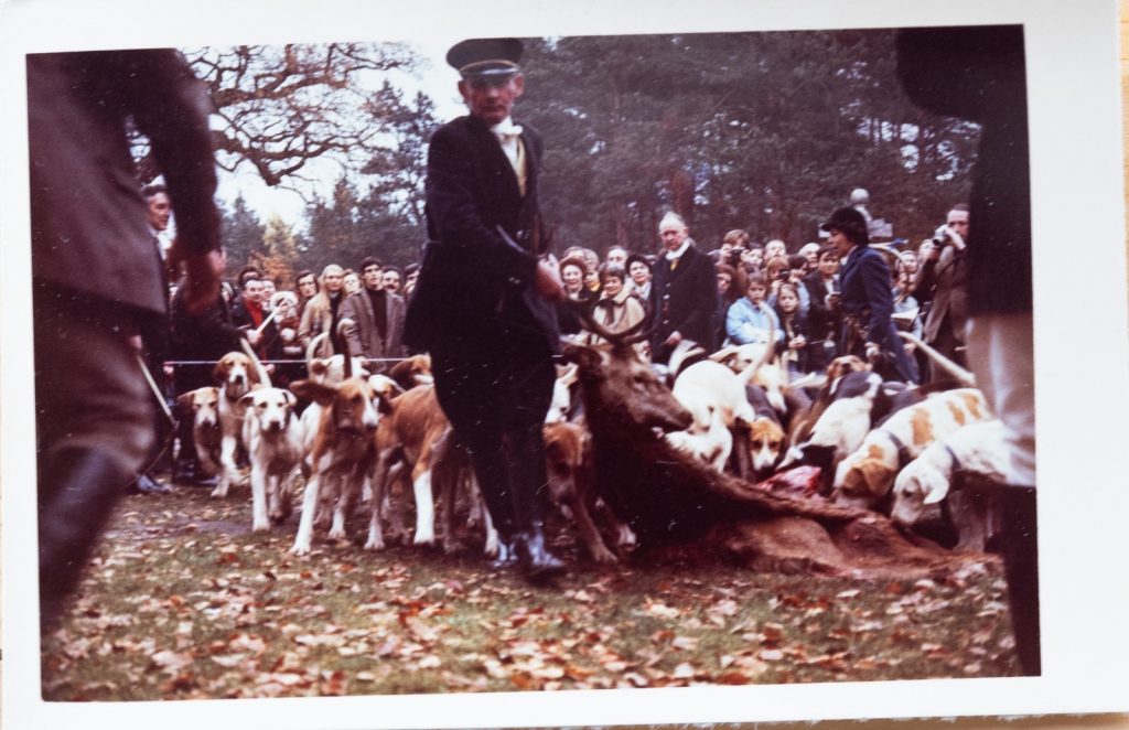 PHOTO Argentique	France	chasse à courre vénerie cheval CHIEN 7X10cm	1970