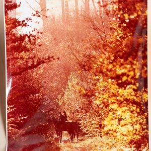 PHOTO Argentique France chasse à courre vénerie cheval	19X29cm	1970