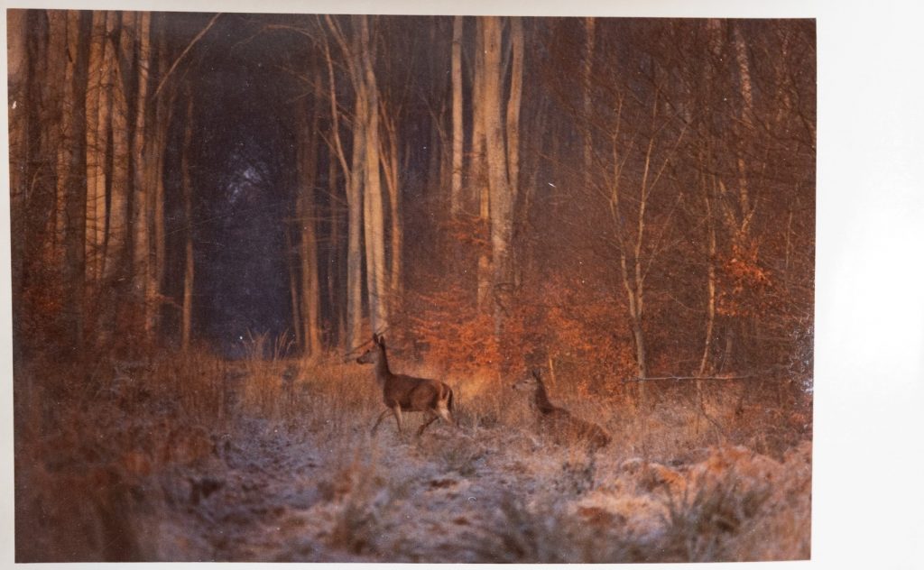 PHOTO Argentique France	chasse à courre vénerie cheval COR 10x15cm	1970