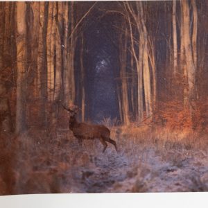 PHOTO Argentique France	chasse à courre vénerie cheval COR 10x15cm	1970