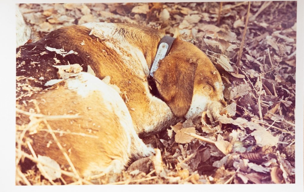 PHOTO Argentique France	chasse à courre vénerie cheval chien	10x15cm	1970