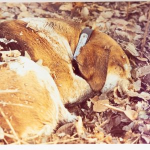 PHOTO Argentique France	chasse à courre vénerie cheval chien	10x15cm	1970