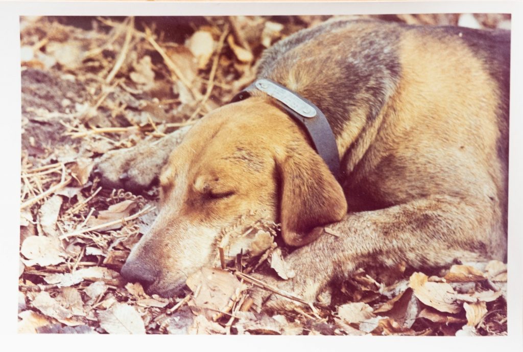 PHOTO Argentique France	chasse à courre vénerie cheval chien	10x15cm	1970