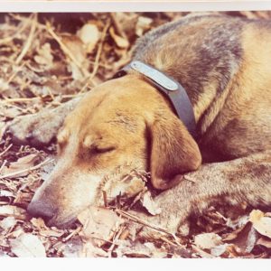 PHOTO Argentique France	chasse à courre vénerie cheval chien	10x15cm	1970