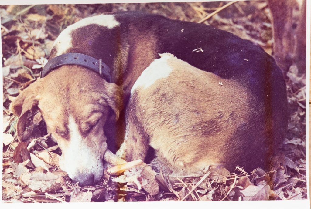 PHOTO Argentique France	chasse à courre vénerie cheval chien	10x15cm	1970
