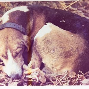 PHOTO Argentique France	chasse à courre vénerie cheval chien	10x15cm	1970