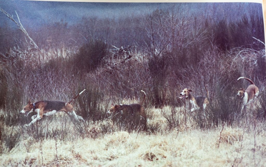 PHOTO Argentique France	chasse à courre vénerie cheval CHIEN	15X23	1970