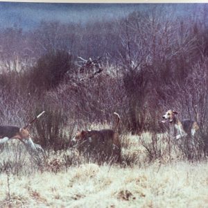 PHOTO Argentique France	chasse à courre vénerie cheval CHIEN	15X23	1970