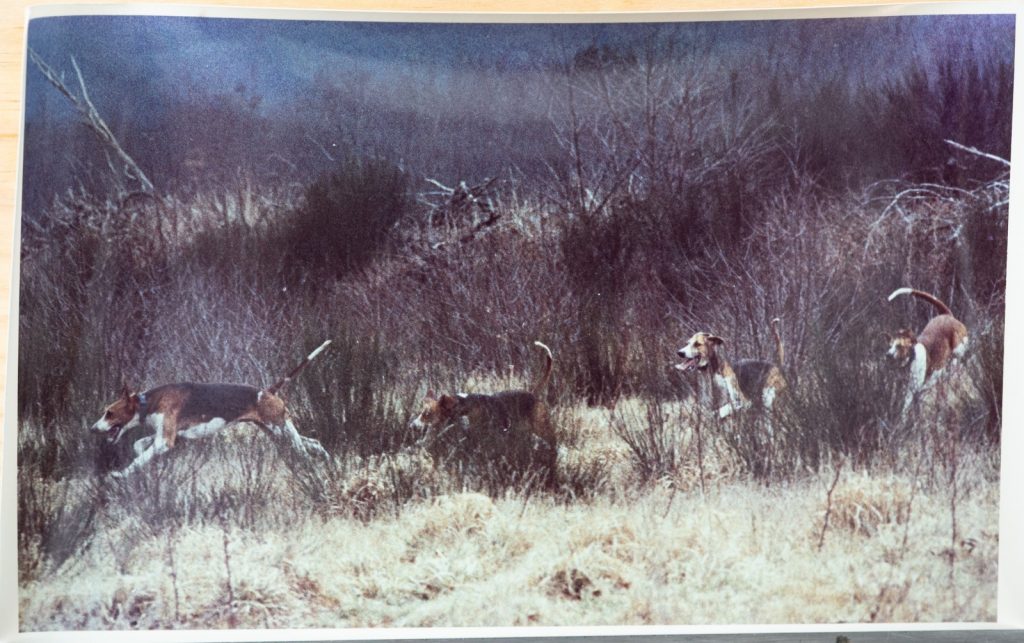PHOTO Argentique France	chasse à courre vénerie cheval CHIEN	15X23	1970
