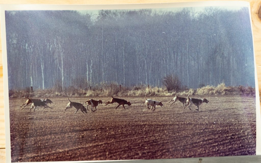PHOTO Argentique France	chasse à courre vénerie cheval CHIEN	15X23	1970