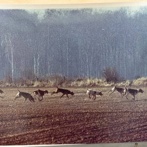 PHOTO Argentique France	chasse à courre vénerie cheval CHIEN	15X23	1970