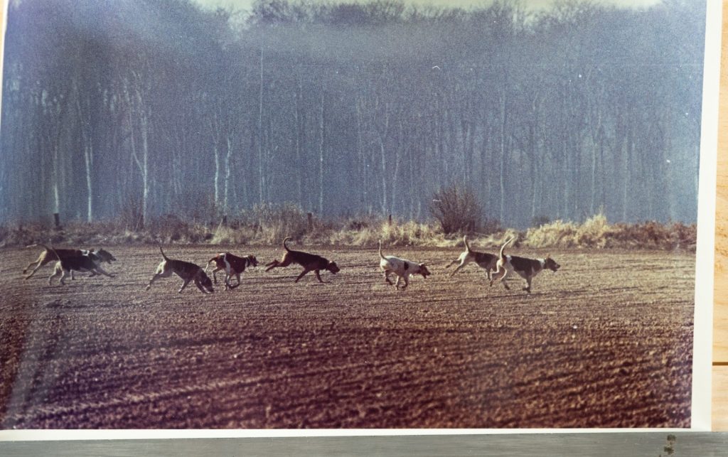 PHOTO Argentique France	chasse à courre vénerie cheval CHIEN	15X23	1970