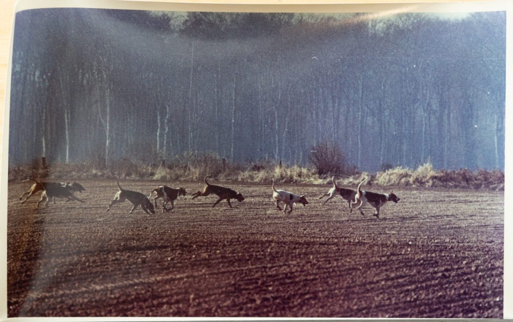 PHOTO Argentique France	chasse à courre vénerie cheval CHIEN	15X23	1970