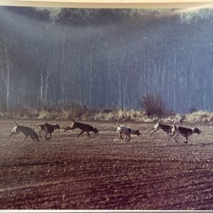 PHOTO Argentique France	chasse à courre vénerie cheval CHIEN	15X23	1970